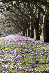 spring .  many trees grow in a row in a park next to purple crocuses and a sunny day.  alley