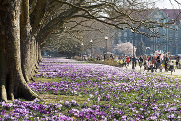 park with purple crocuses and trees on a sunny spring day.  walk .  many colors