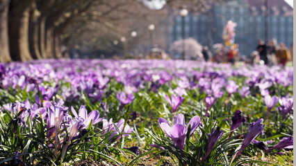 a lot of purple crocuses grow in the park side view.  nature in spring.  trees