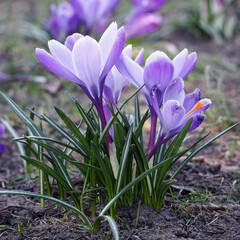 close bush of purple crocuses grows in the park, garden during the day.  side view .  nature, calendar, poster, background with flowers