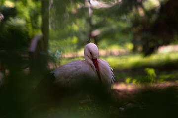 Stork at the Zoo, Germany