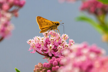  A Fiery Skipper pollinating on a Swamp Milkweed flower. Side profile with wing detail, closeup...