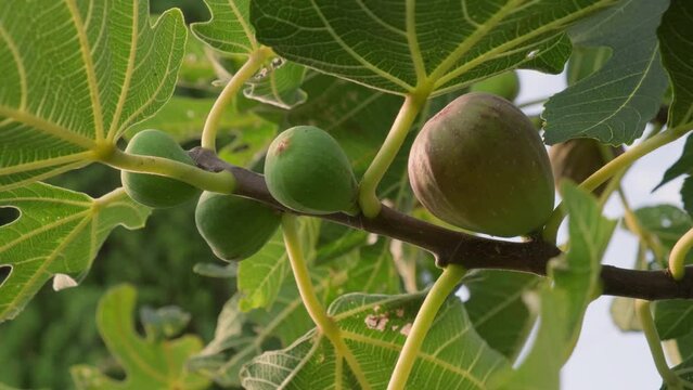 Fig fruits on fig tree branch close-up.