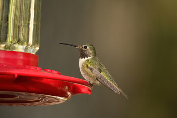 Fototapeta na wymiar Male Broad-tailed Hummingbird on a feeder in Arizona