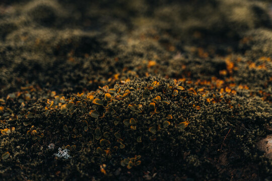 Natural surface of green rural moss. Depth of field. Close up.