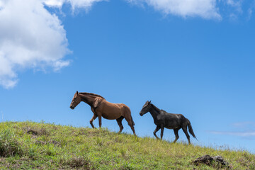 Two horses on the slope against the blue sky on Easter Island (Rapa Nui), Chile. There are around...