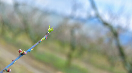Apricot Tree Sprouts
