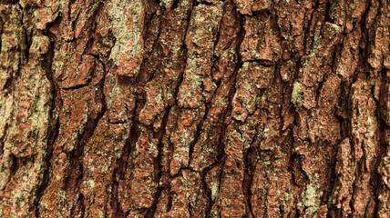 tree bark texture