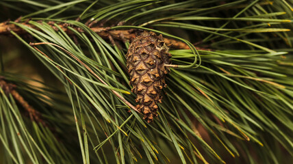 close up of pine cone