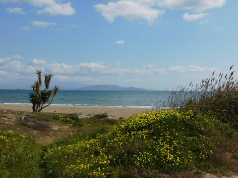 Spring plants and flowers on the beach of Artemida or Loutsa, in Attica, Greece