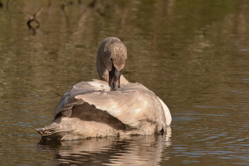 Trumpeter Swan on a lake