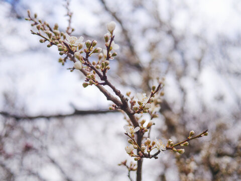 Sakura tree blossom