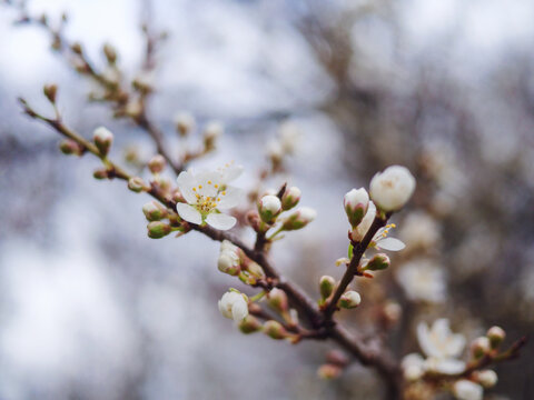 Sakura tree blossom