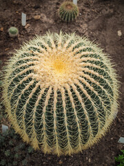 botanical garden, various plants and their flowers