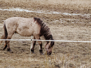 Obraz premium wild horses that live, graze and grow in the urban environment, meadow and island in the urban area