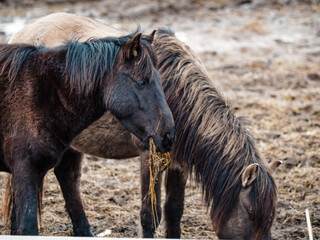 wild horses that live, graze and grow in the urban environment, meadow and island in the urban area