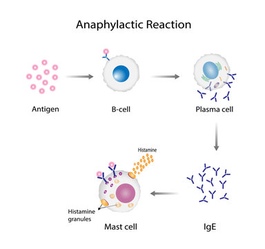 Anaphylactic reaction, allergic reaction, Autoimmune disorders, allergy and anaphylaxis. Mast cells, b cell, basophils and IgE antibodies are in involved in Anaphylactic reaction.