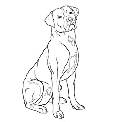 Afador dog breed doodle style line drawing vector black and white illustration