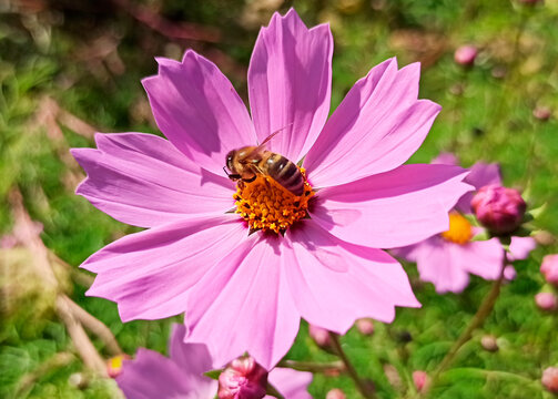 A bee on a cosmjs flower.
A bee collects nectar and pollen from a cosmos flower.
