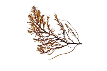 Brown seaweed or Cystoseira algae branch isolated transparent png