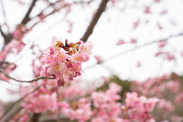 ピンクの桜