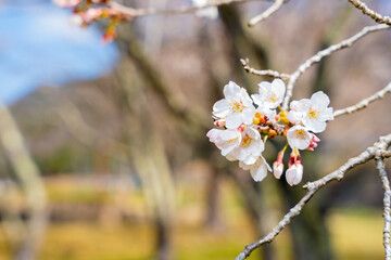 満開の桜