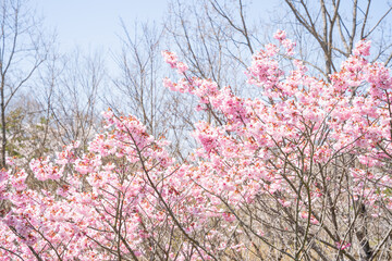 青空に映える桜