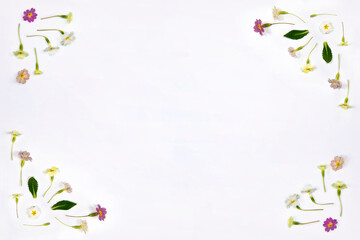 Natural spring wildflowers border frame with copy space, flat lay on white background. Spring floral pattern, delicate primrose flowers, mother day, easter, wedding background concept.