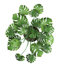 Top view of houseplant