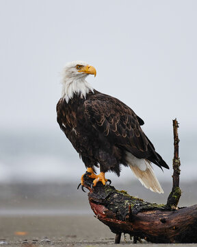 alaskan bald eagle at the beach