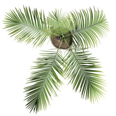 Top view of houseplant