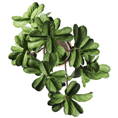 Top view of houseplant