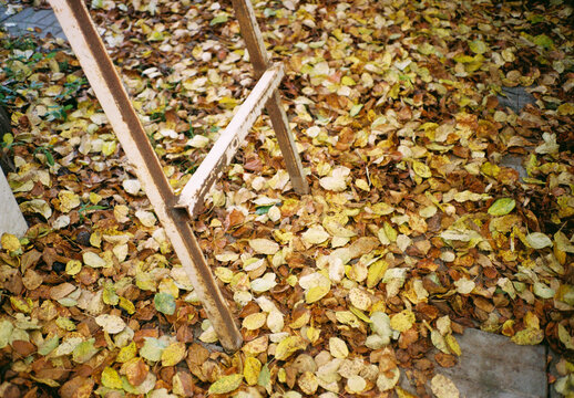 Autumn fallen leaves