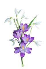 Bouquet of spring flowers - saffron, snowdrops  on a transparent background. Springtime concept.
