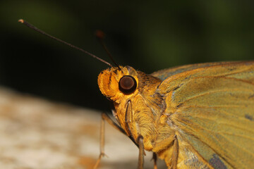 macro photo of Moth skipper