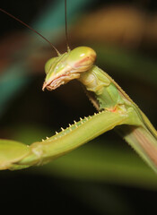 macro photography of praying mantis on blurred background