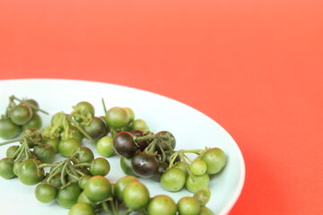 black nightshade, solanum nigrum put in plastic plate on red background