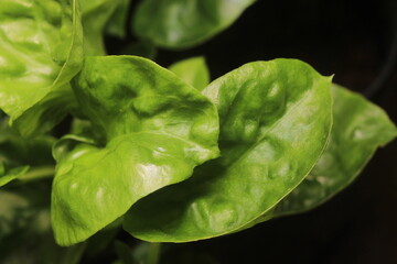 Brazil spinach on dark background