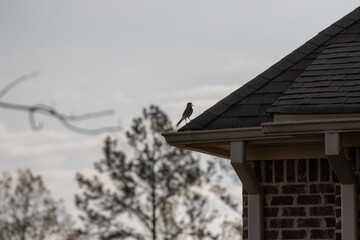 Bird perched on gutter of house