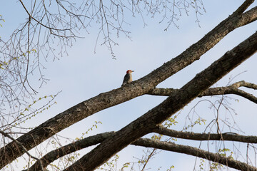 woodpecker on branch against blue sky close © Zach