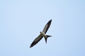 Swallow-tailed Kite in Florida