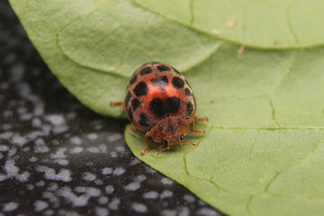 macro photo of ladybug on leaf