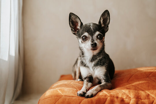 Chihuahua portrait