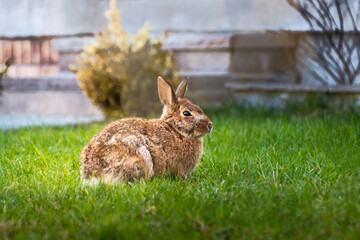 Adorable fluffy  bunny rabbit sitting on green grass over natural background. Sprint time concept, Easter concept