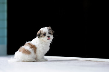 One adorable white and brown Shih-tzu puppy dog posing for the camera by a black background 