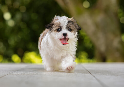 One adorable Shih-tzu puppy dog walking towards the camera sticking out the tongue and trees in the background
