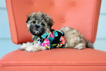 One adorable shih-tzu puppy dog wearing flowered shirt looking at the camera posing on an orange vintage chair