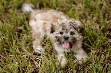Fototapeta premium One adorable shih-tzi puppy dog posing on the grass and looking at the camera