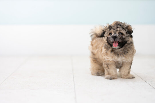 One adorable brown Shih-tzu puppy dog posing for the camera on a tile floor sticking out the tongue 