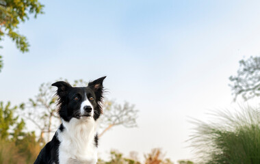 One black and white Border Collie dog at the park during golden hour sunset and trees and bright blue sky in the background